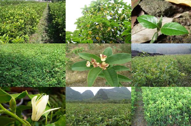 桂花树的风水方位1676420450873