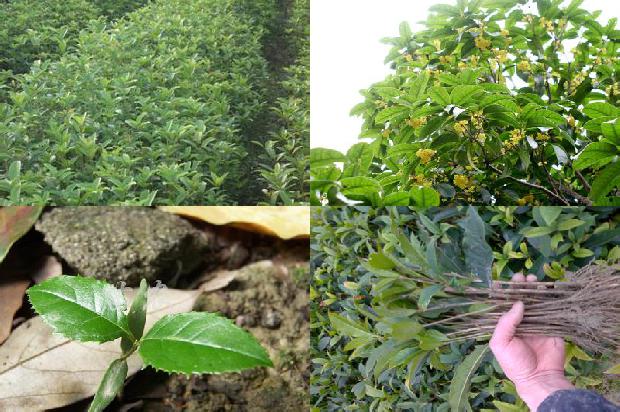 桂花树的素描1676420688001