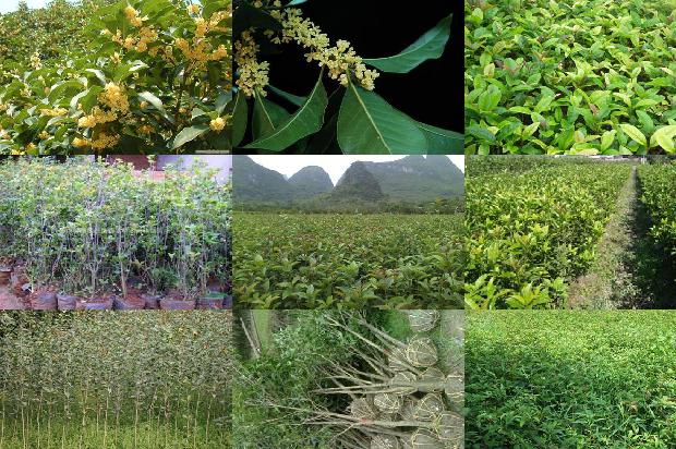 桂花加红茶茶的功效与作用1689467300701