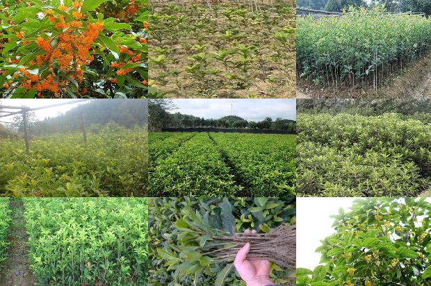 桂花树的植物类型1676421414352