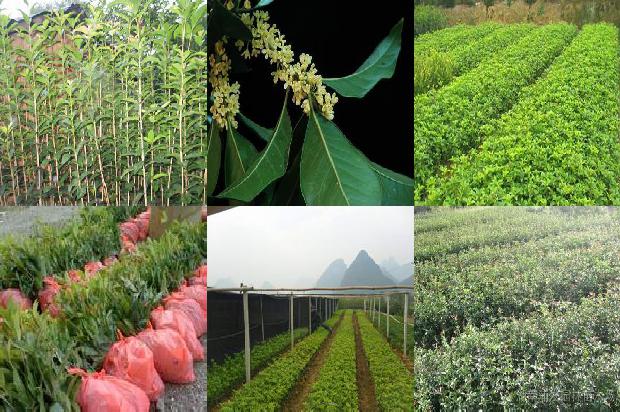 桂花树的植物类型1676421414364
