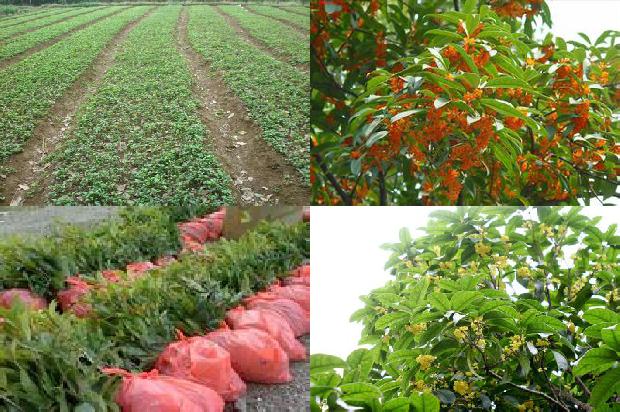 10公分桂花树种植间距1676421476797