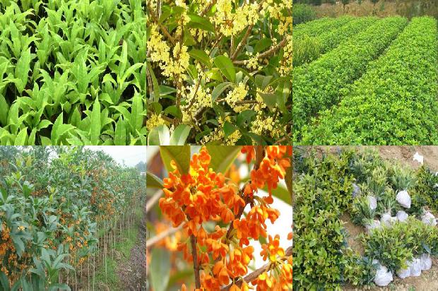 10公分桂花树种植间距1676421476803