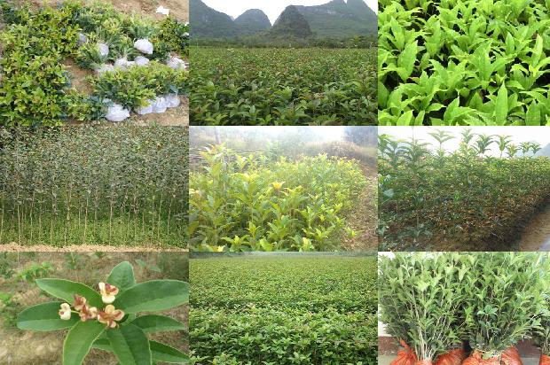 孕妇可以喝桂花茶吗初期1689381551405