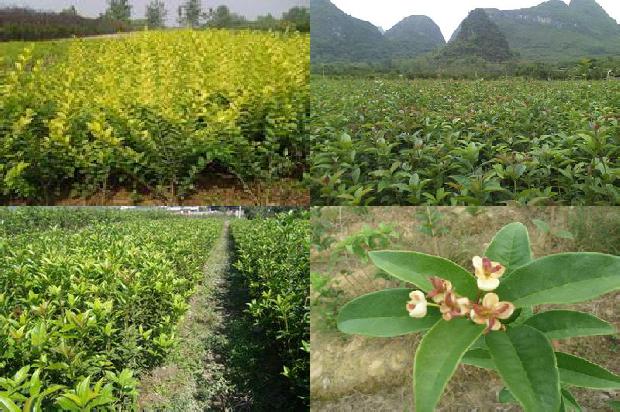 桂花乌龙茶怎么泡最好1689467121136