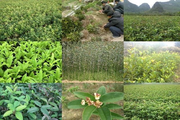 四年桂花树多大可以栽1690763887554