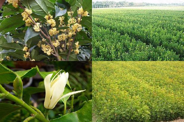 天香台阁桂花花期是多久1689727020635