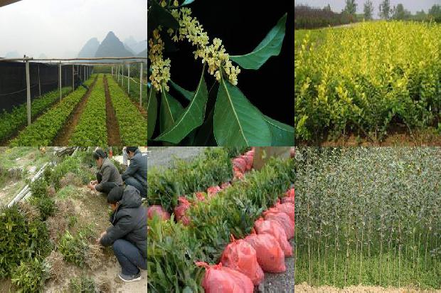 四季桂花树怎么养才长得好1676422739669