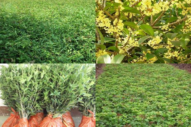 桂花树种院里好吗1676506704832