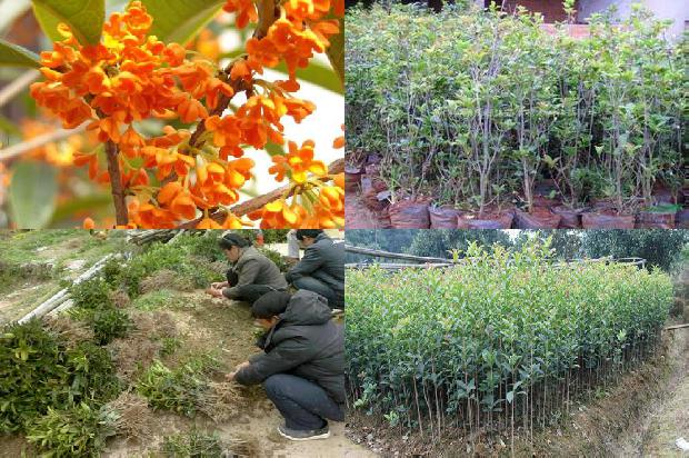 桂花树苗容易栽活吗1676506721481