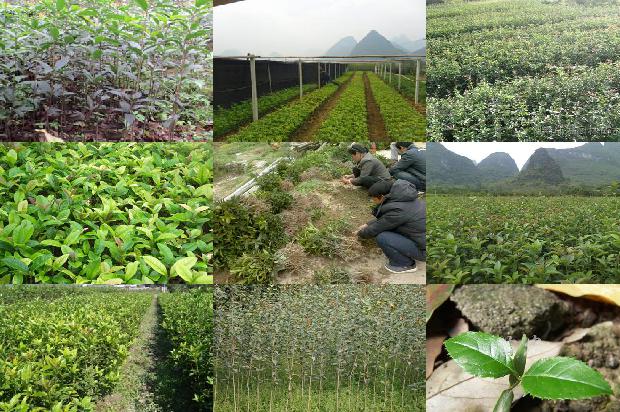 在冬天开的桂花是什么桂花1688861677739