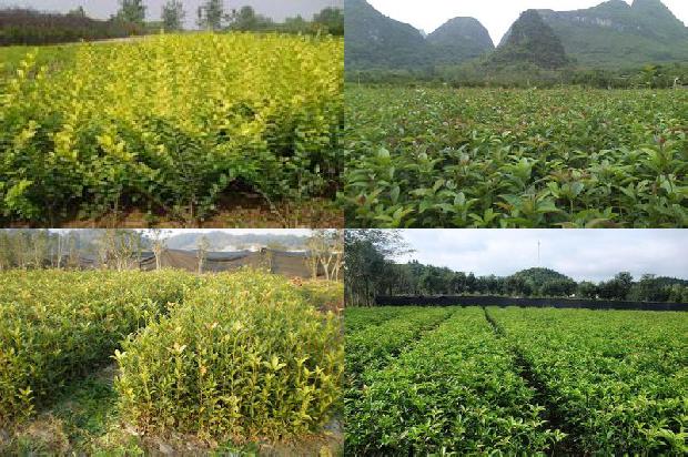 桂花树有什么特点?1676506982285