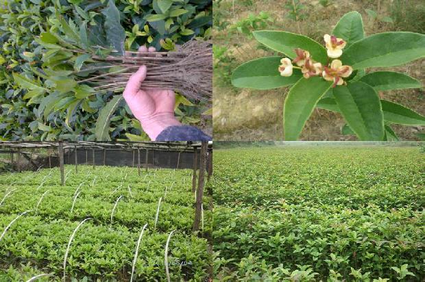 月桂桂花树每月都开花吗?1689838477150