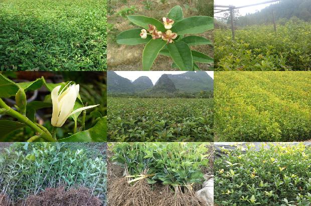 盆栽桂花树价格多少一棵合适1690418574724