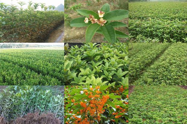 桂花树盆栽种植方法1676507440913