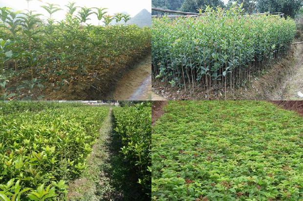 关于桂花树的资料及介绍1676507466728