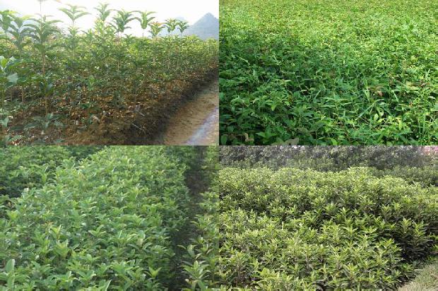 桂花树怎样种植1676507537598