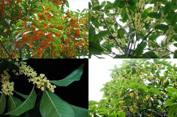 桂花树怎样种植1676507537610