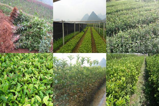 桂花树适合东北种植吗1676507615014