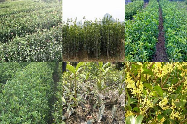 移栽桂花树价格多少钱一棵1689898597594