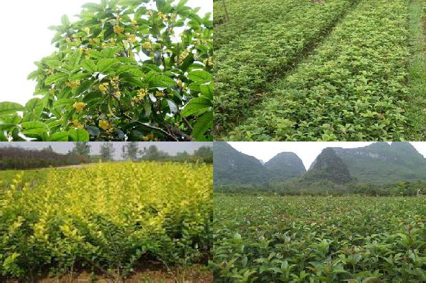 长沙桂花树卖多少一斤1690504855489
