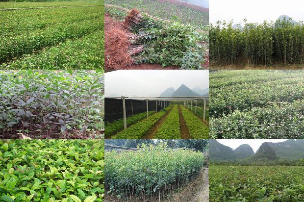 四年桂花树多少钱一棵啊1689838301298