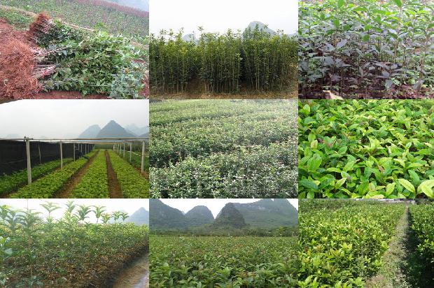 桂花树用什么盆栽最好1676508262182