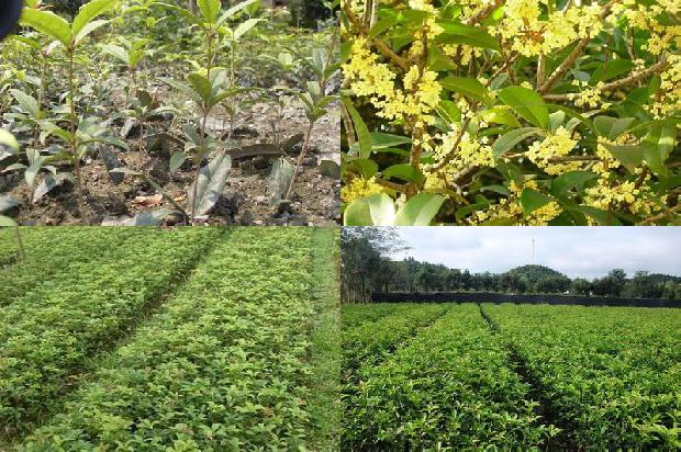 如何种植桂花树1676508290037