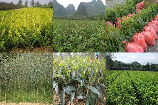 桂花树树苗价格多少1689640116600