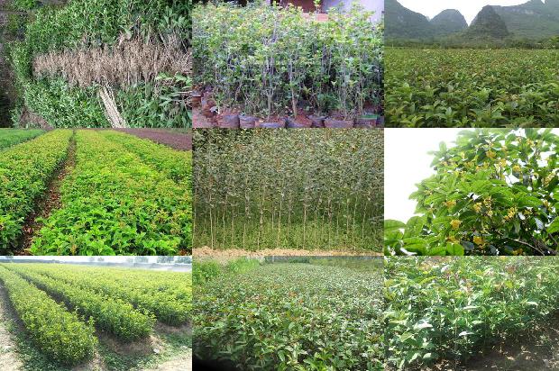 百年桂花树市场价格表最新1690072803098
