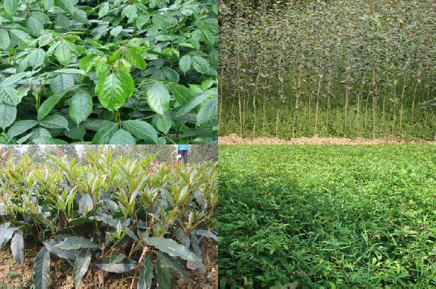 桂花茶可以搭配什么茶饮1689577057549
