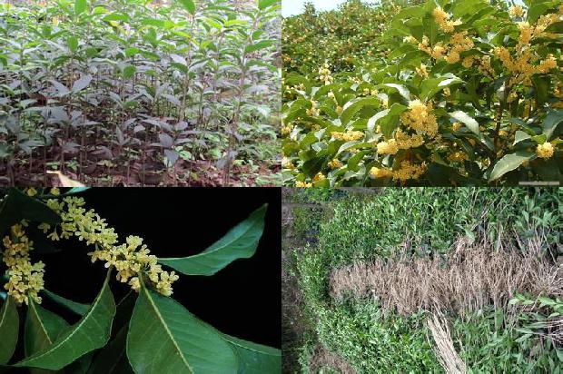 怎样做桂花茶叶香气不跑1689381871972