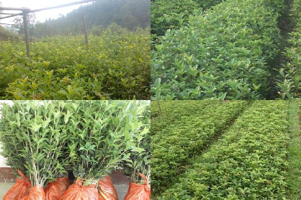 桂花树种植方法1676593281803