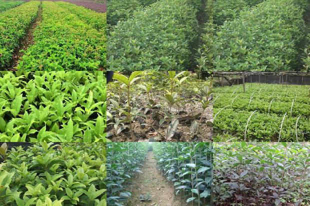 桂花树种植方法1676593281815