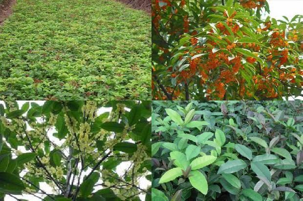 桂花树的生长特点1676594188201