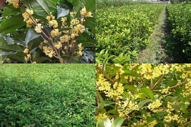 桂花树的特点有什么1676594218829