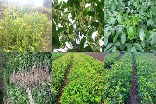 桂花红茶属于什么茶类的1689467291689