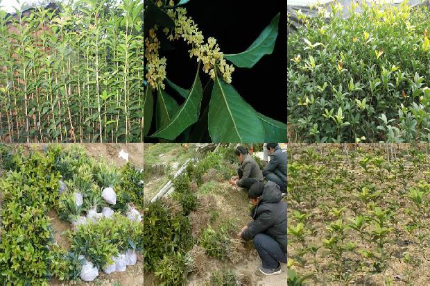 盆栽桂花树的养护1676594618507