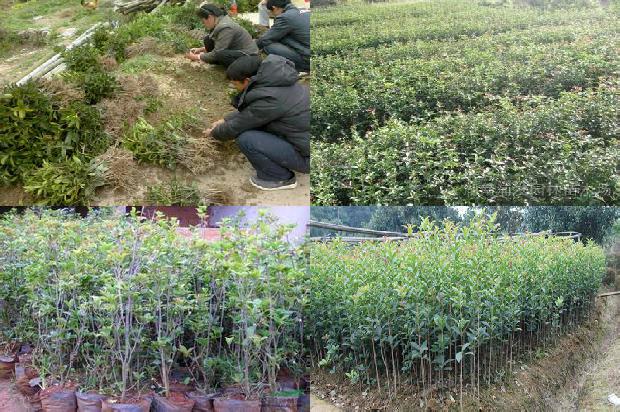 桂花树盆栽用什么土1676594630386