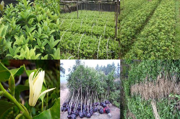 桂花树茎的特点1676594689939