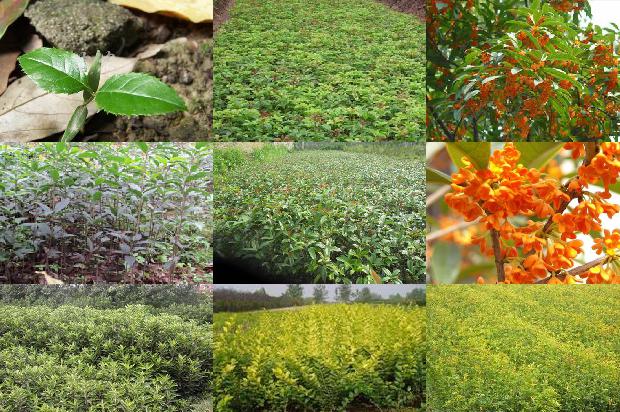桂花树茎的特点1676594689945