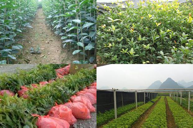 40公分粗的桂花树价格多少一棵1689986261936