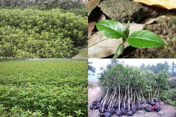 桂花树种植方位风水1676594904290