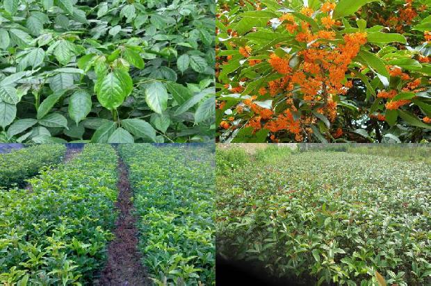 桂花树种植方位风水1676594904296