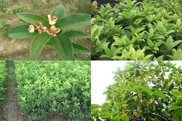 桂花树的移植时间1676595383944