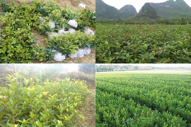 桂花树冬天能栽活吗1676595651991