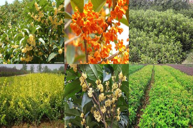 桂花树可以种在家门口吗?1676595817391