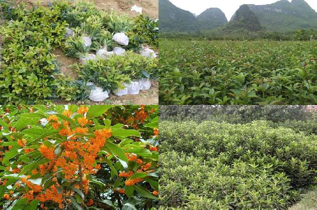 桂花树金桂价格表1676595874788