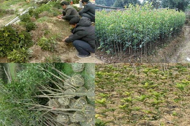 桂花树在哪个地方最多1676595972873