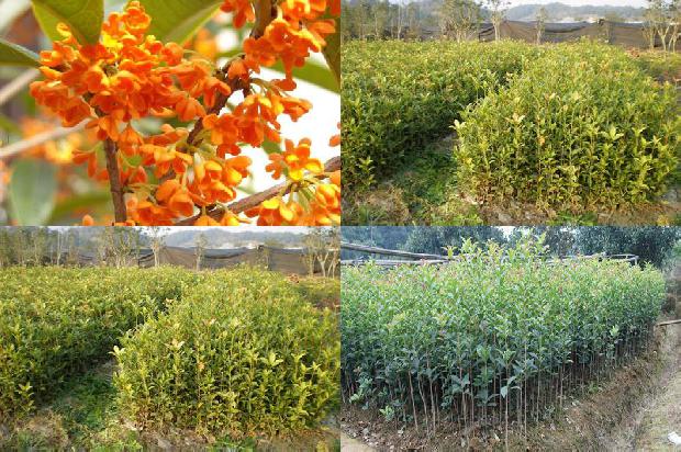 桂花树可以种在家里吗1676595983908